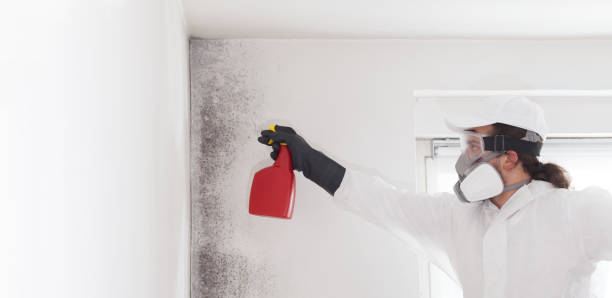 Best Attic Mold Removal  in St Clair, MO